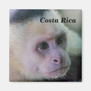 Pura vida for White headed capuchin monkey Magnet