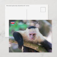 Pura vida for White headed capuchin monkey