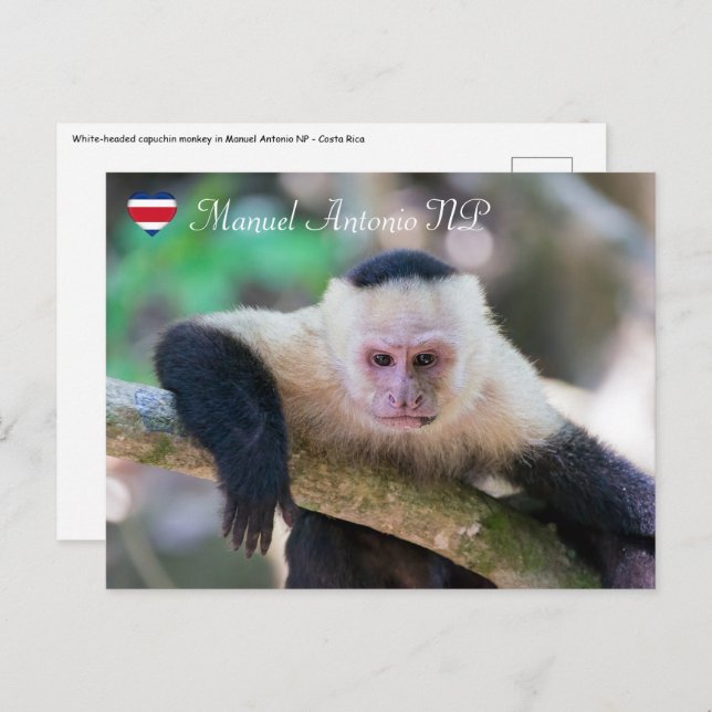 Pura vida for White headed capuchin monkey Postcard (Front/Back)