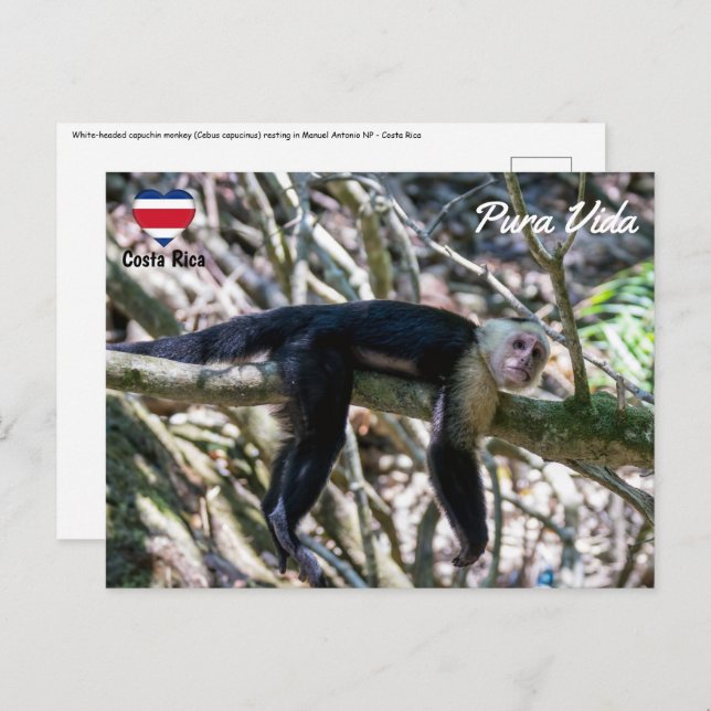 Pura vida for White headed capuchin monkey Postcard (Front/Back)