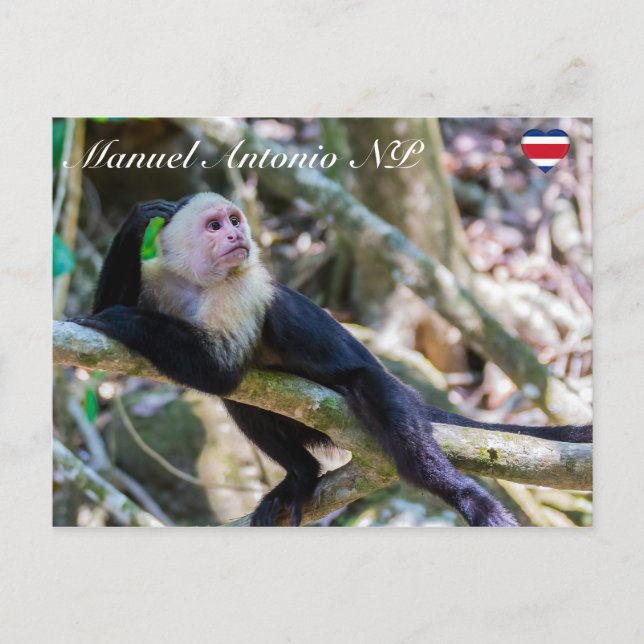 Pura vida for White headed capuchin monkey Postcard (Front)