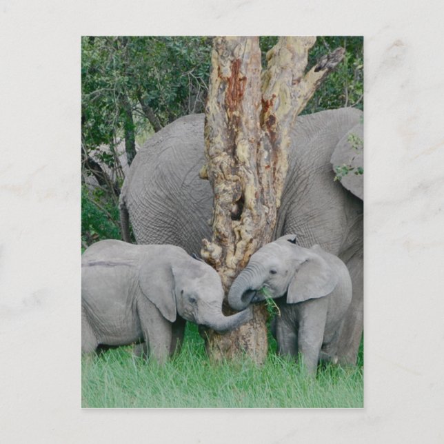 Pure Bliss Postcard (Front)