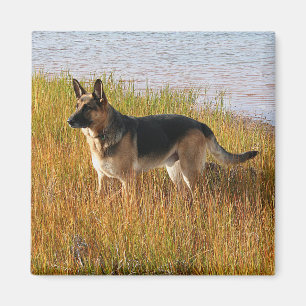 Pure Bred German Shepherd Photo on Magnet