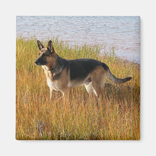Pure Bred German Shepherd Photo on Magnet (Front)