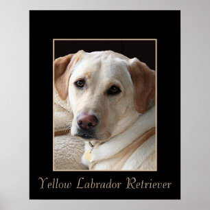 Pure Bred Yellow Labrador Retriever Poster