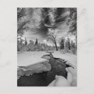 Pure Campbell Creek Postcard