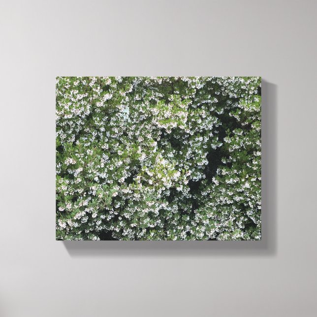 Pure Manzanita Canvas Print (Front)