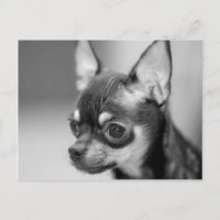 Purebred Chiwawa Puppy