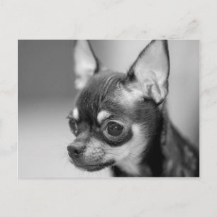 Purebred Chiwawa Puppy Postcard