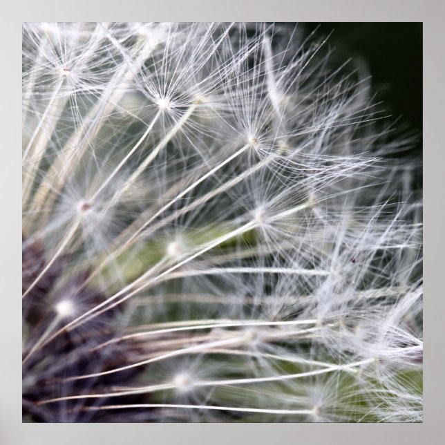 purebred poster (Front)