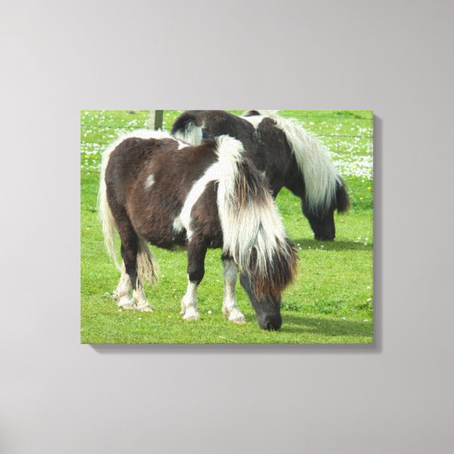 Purebred Shetland Paint Ponies Canvas Print (Front)