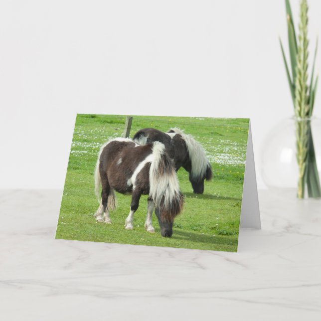Purebred Shetland Paint Ponies Card (Front)