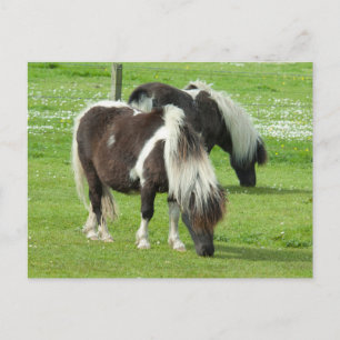 Purebred Shetland Paint Ponies Postcard