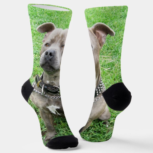 Purebred Staffordshire Bull Terrier, Crew Socks (Angled)