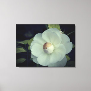 Purity , White Flower Canvas Print