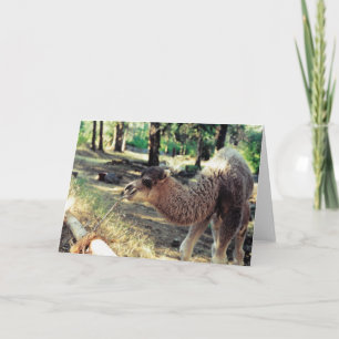 Purnimama Card