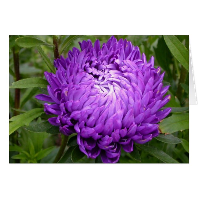 Purple (Front Horizontal)