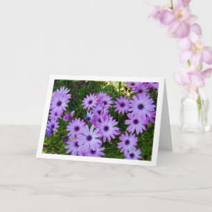 Purple African Daisies Card