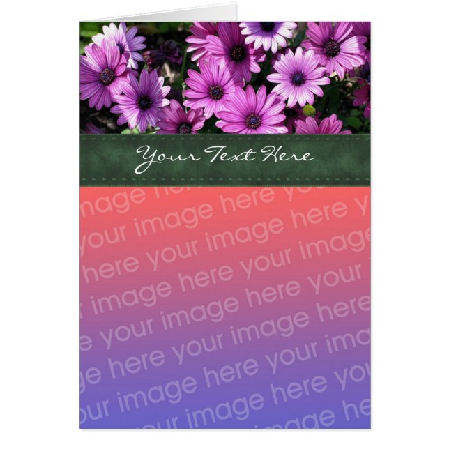 Purple African Daisies Floral Photo Card (Front)