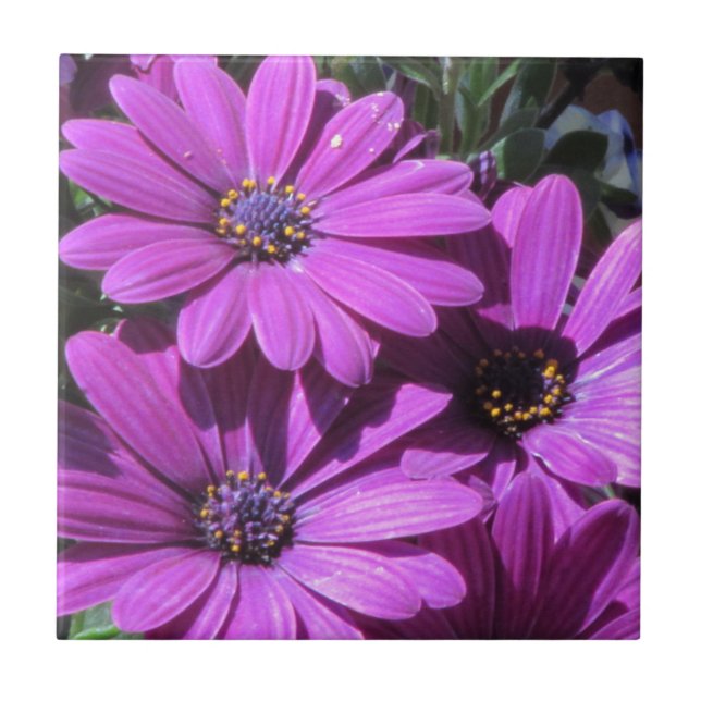 Purple African Daisies Tile (Front)