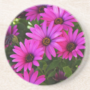 Purple African Daisy Coaster