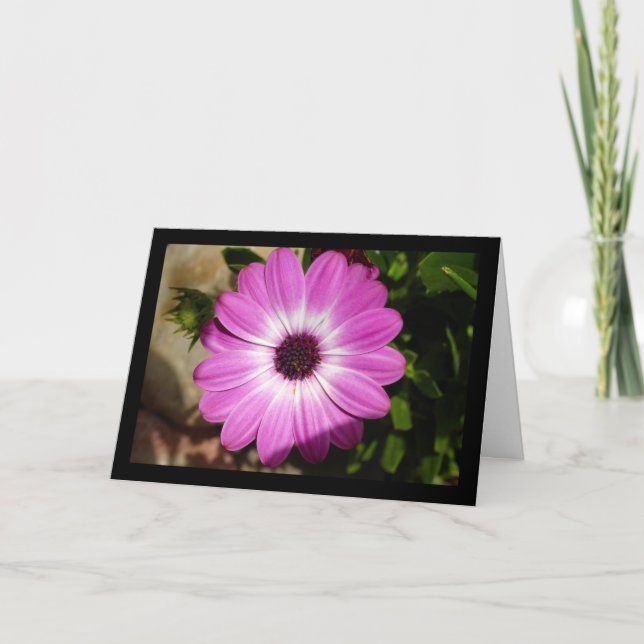 Purple African Daisy Flower Card (Front)