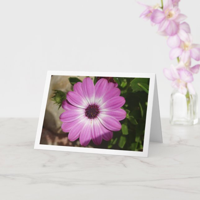 Purple African Daisy Flower Card (Orchid)