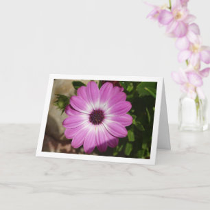 Purple African Daisy Flower Card
