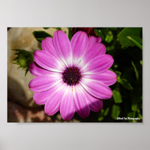 Purple African Daisy Flower Poster