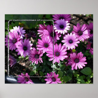 Purple African Daisy Flowers Frame Add Your Photo Poster