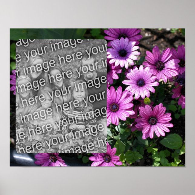 Purple African Daisy Flowers Frame Add Your Photo Poster (Front)