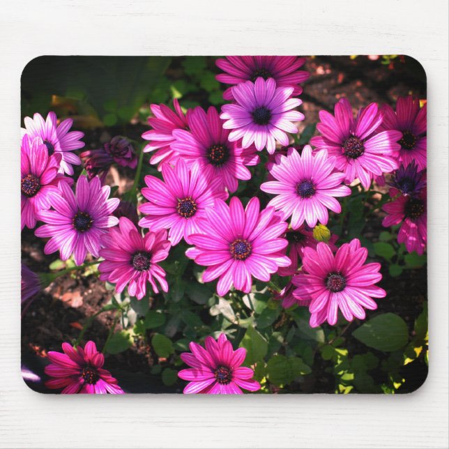 Purple African Daisy Flowers Mouse Mat (Front)