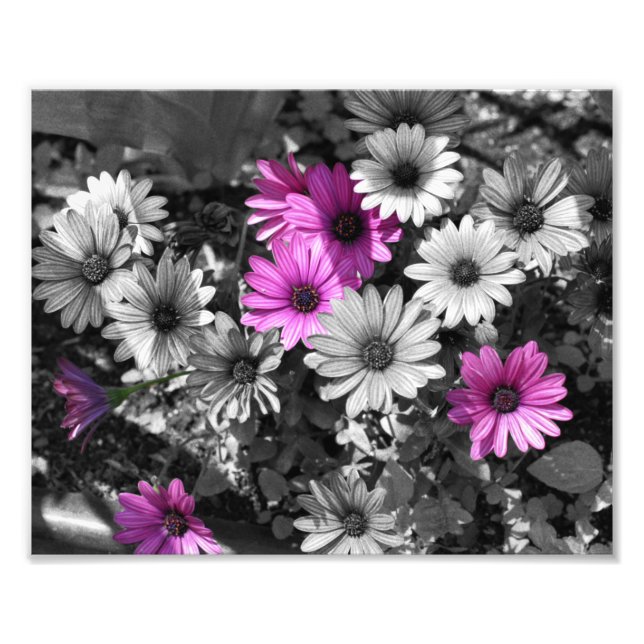 Purple African Daisy Flowers Partial Colour 8x10 Photo Print (Front)