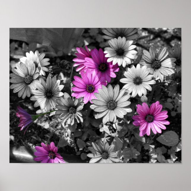 Purple African Daisy Flowers Partial Colour Poster (Front)