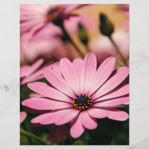 Purple African Daisy Flyer