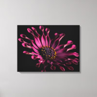 Purple African Daisy on Black Background Wall Art