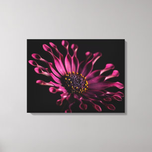 Purple African Daisy on Black Background Wall Art
