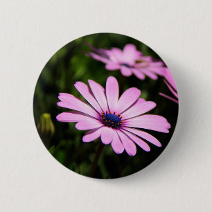 Purple African Daisy Photograph 6 Cm Round Badge