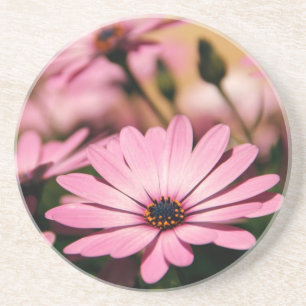 Purple African Daisy Photograph Coaster