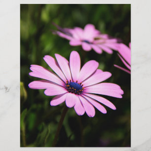 Purple African Daisy Photograph Flyer