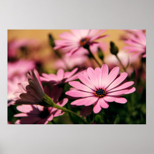Purple African Daisy Poster