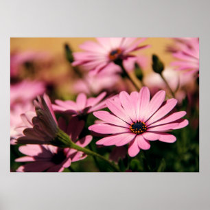 Purple African Daisy Poster