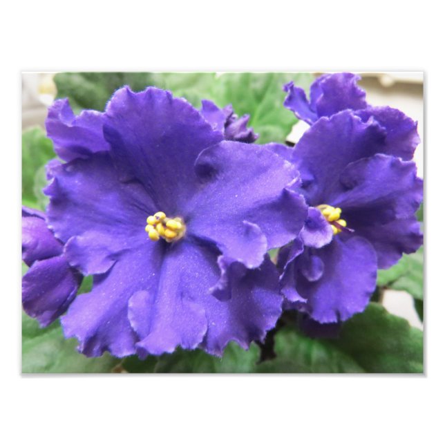 Purple African Violet Flowers Photo Print (Front)