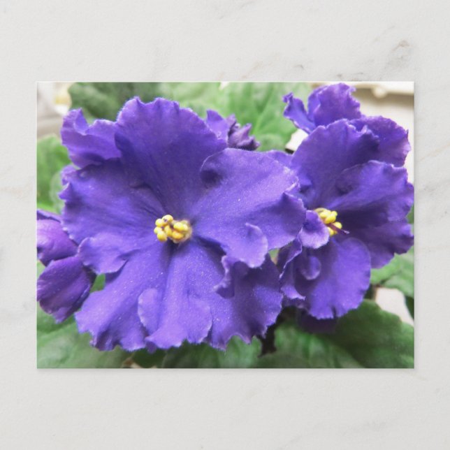 Purple African Violet Flowers Postcard (Front)