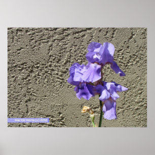 Purple Against the Wall Poster