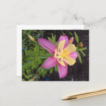 Purple Alaskan Flower 