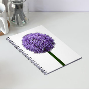 Purple Allium Bloom on White Background Notebook