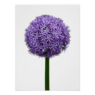 Purple Allium Bloom on White Background Poster