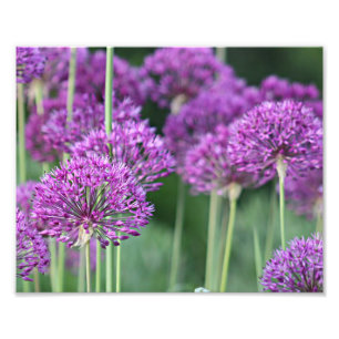 Purple allium flowers photo print