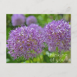 Purple Allium Flowers Thinking of You Postcard